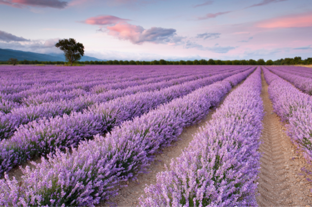 Lavender Farm in Caledonia, MI